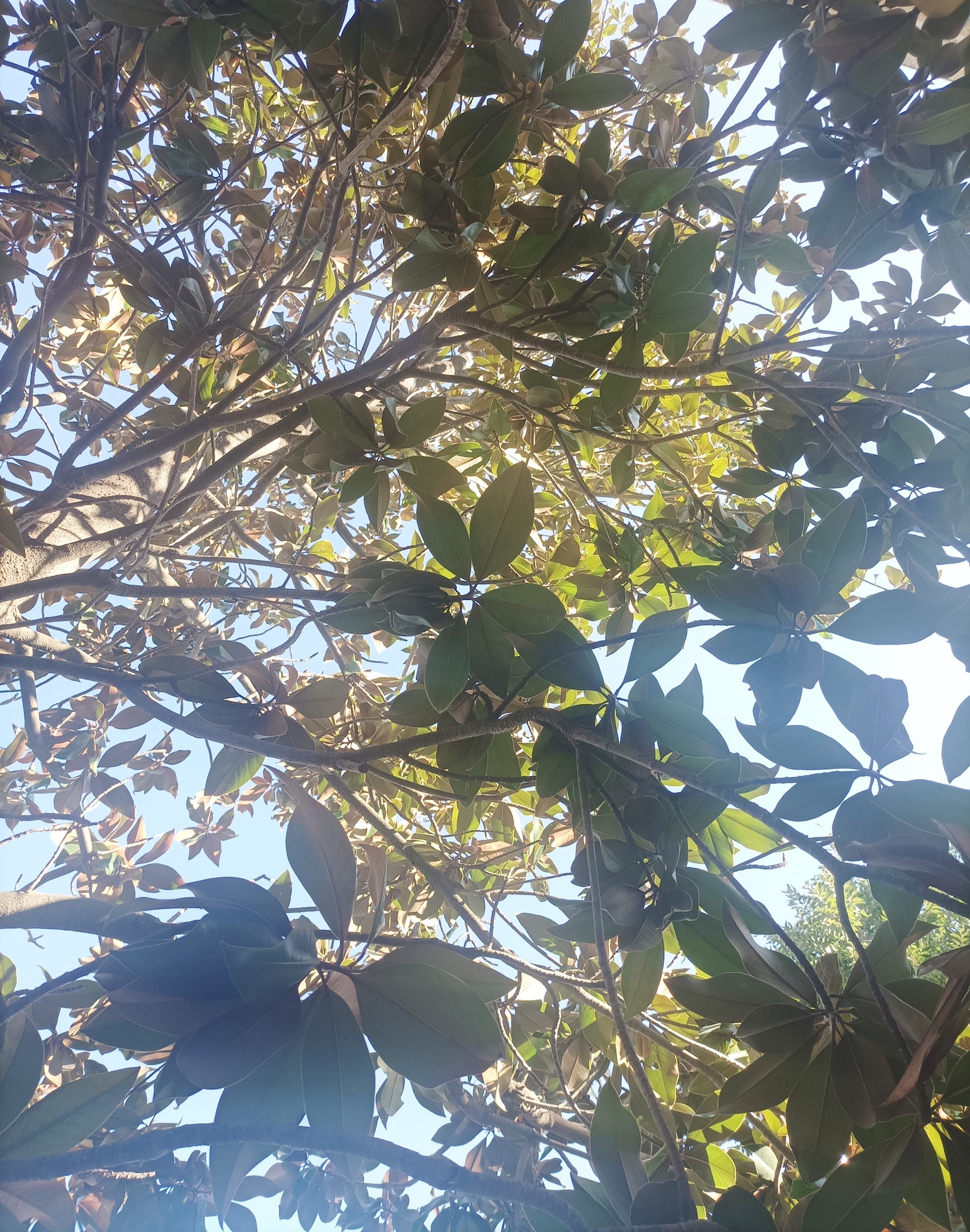 REPOSANDO ENTRE HOJAS (1)