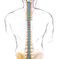 craniosacral-spine